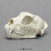 Male Snow Leopard Skull Male Snow Leopard Skull