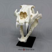 Male African Lion Skull Male African Lion Skull