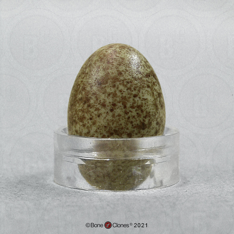 House Wren Egg