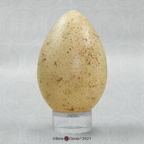 Wild Eastern Turkey Egg