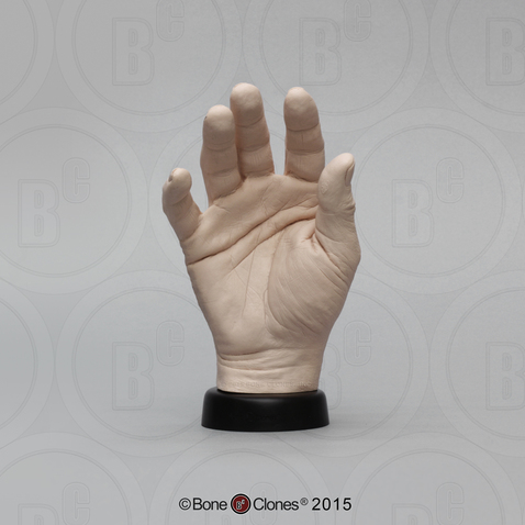 Human Hand, male, right (Life cast)