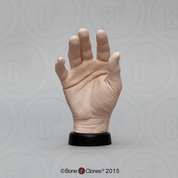 Human Hand, male, right (Life cast)