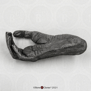 Gibbon Foot (Life Cast) Gibbon Foot (Life Cast)