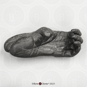 Orangutan Foot, female, left (Life Cast) Orangutan Foot, female, left (Life Cast)