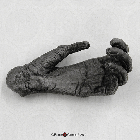 Gibbon Hand (Life Cast) Gibbon Hand (Life Cast)