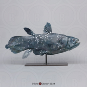 Coelacanth Life Cast LC-239 Coelacanth Life Cast LC-239