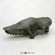 Giant Fossil Armadillo Skull Giant Fossil Armadillo Skull