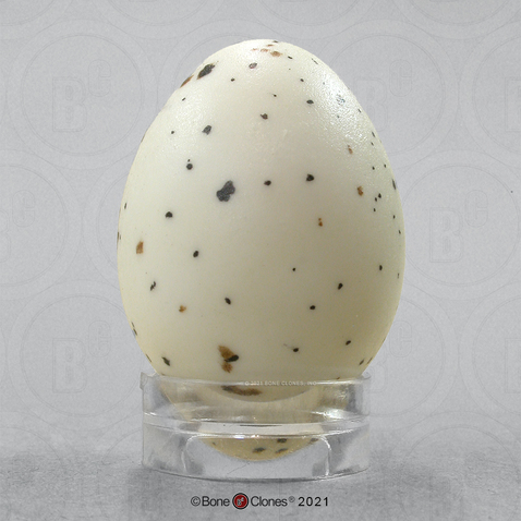Western Meadowlark Egg