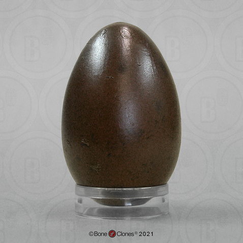 Common Loon Egg
