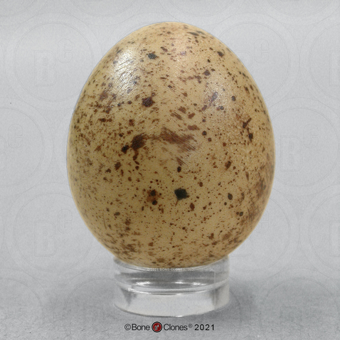 American Kestrel Egg