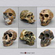 Fossil Hominids Set of 6 Skulls Fossil Hominids Set of 6 Skulls