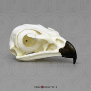 Red-tailed Hawk Skull