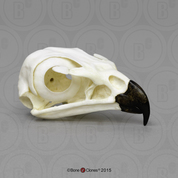 Red-tailed Hawk Skull Red-tailed Hawk Skull