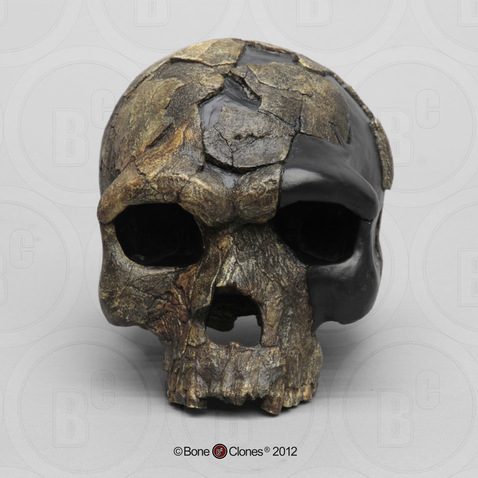 Homo sapiens idaltu BOU-VP-16/1 Herto Cranium