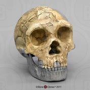 Homo neanderthalensis Skull Forbes' Quarry Gibraltar 1