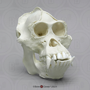 Bornean Orangutan Male Skull, image Bornean Orangutan Male Skull, image