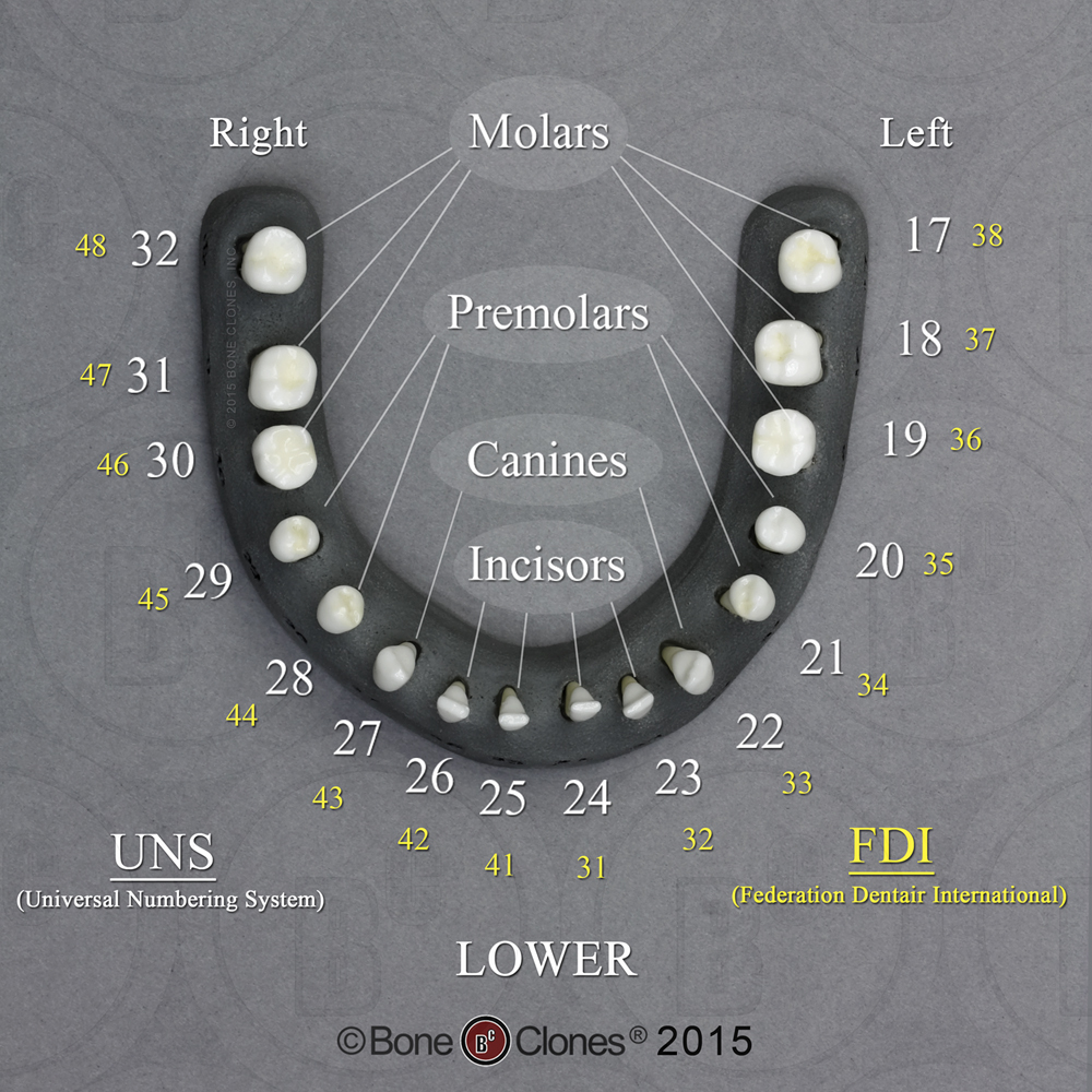 Set of 32 Human Adult Male Teeth on Base Bone Clones, Inc
