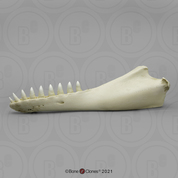 False Killer Whale Jaw (half) KO-044S False Killer Whale Jaw (half) KO-044S