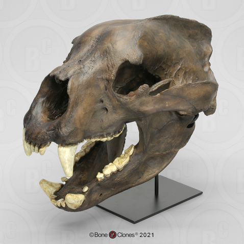 Short-Faced Bear Skull