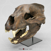 Short-Faced Bear Skull Short-Faced Bear Skull
