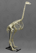 Articulated Elephant Bird Skeleton Articulated Elephant Bird Skeleton
