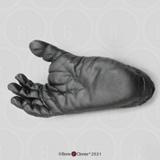 Chimpanzee Foot (Life Cast) Chimpanzee Foot (Life Cast)