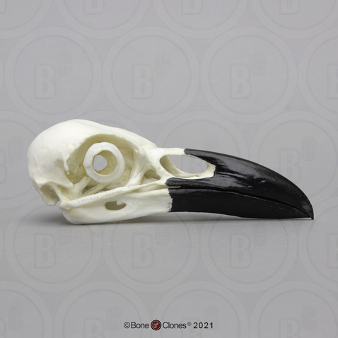 Raven Skull Raven Skull