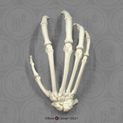 Articulated Bonobo Hand Articulated Bonobo Hand