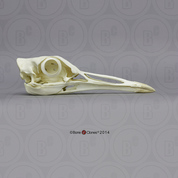 Kori Bustard Skull Kori Bustard Skull