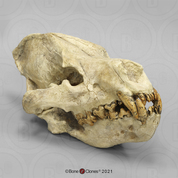 Giant Fossil Hyena Skull Giant Fossil Hyena Skull
