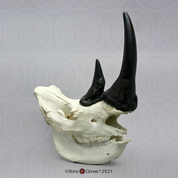 White Rhino skull with Horns White Rhino skull with Horns