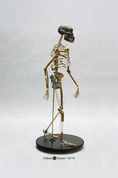 Articulated Walking "Lucy" Skeleton Articulated Walking "Lucy" Skeleton