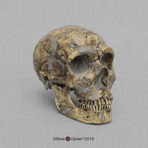 Homo neanderthalensis Skull - Sawyer/ Maley Reconstruction