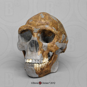 Homo erectus Skull - Tattersall-Sawyer Recreation Homo erectus Skull - Tattersall / Sawyer Recreation