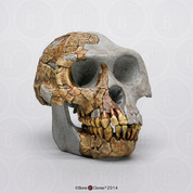 Ardipithecus ramidus Skull Ardipithecus ramidus Skull
