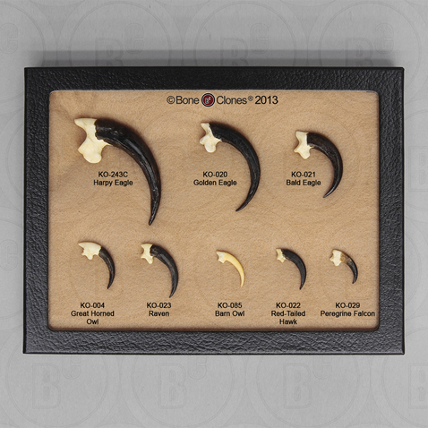 Set of 8 Bird Talons in Riker Box Set of 8 Bird Talons in Riker Box