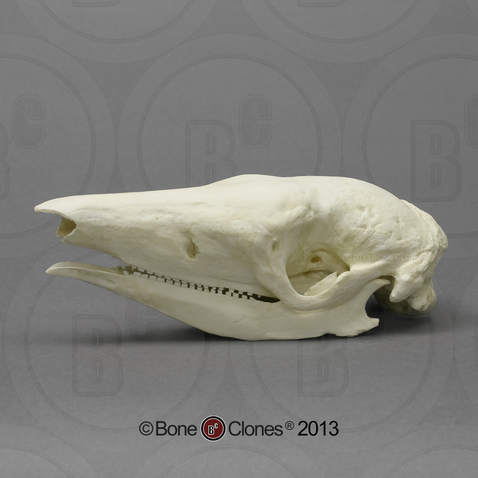 Giant Armadillo Skull Giant Armadillo Skull