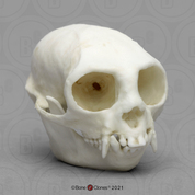 Cotton-top Tamarin Skull Cotton-top Tamarin Skull