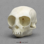 Pygmy Marmoset Skull Pygmy Marmoset Skull