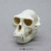 Hanuman Langur Skull Hanuman Langur Skull