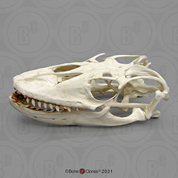 Komodo Dragon skull Komodo Dragon skull