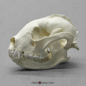 Lesser Panda Skull Lesser Panda Skull