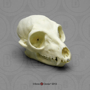 Ring-tailed Lemur Skull Ring-tailed Lemur Skull