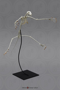 Articulated Flying Lemur Skeleton Articulated Flying Lemur Skeleton