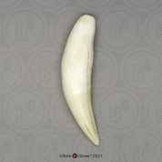 African Leopard Canine Tooth
