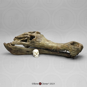 Sarcosuchus imperator Supercroc Skull Sarcosuchus imperator Supercroc Skull