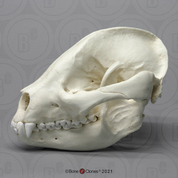 Giant Panda Skull Giant Panda Skull