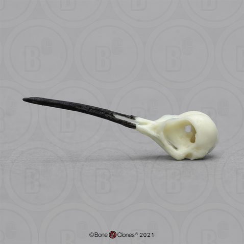 Ruby-throated Hummingbird Skull Ruby-throated Hummingbird Skull