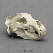 Kodiak Grizzly Bear, X-large Skull Kodiak Grizzly Bear, X-large Skull