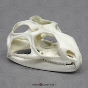 Tuatara skull Tuatara skull